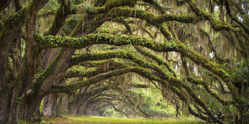 old south 1060x530.jpg