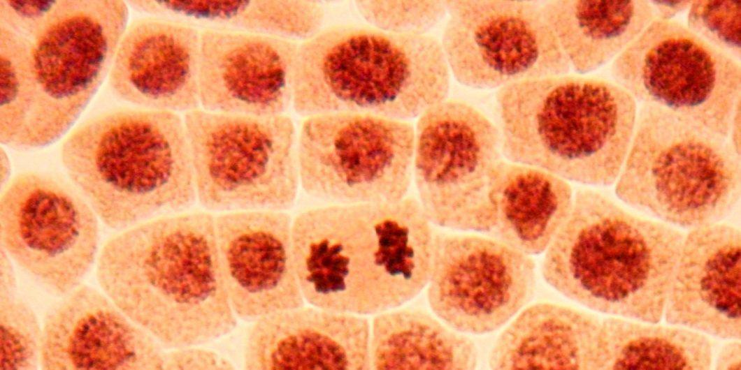 Cells 1 1060x530.jpg