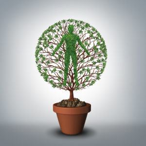 Tree of life symbol as a plant growing from a flower pot shaped as a human as a medical and medicine symbol for a healthy lifestyle or mythology of eternal living and evolution with 3D illustration elements.