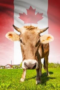 Cow with flag on background series   Canada