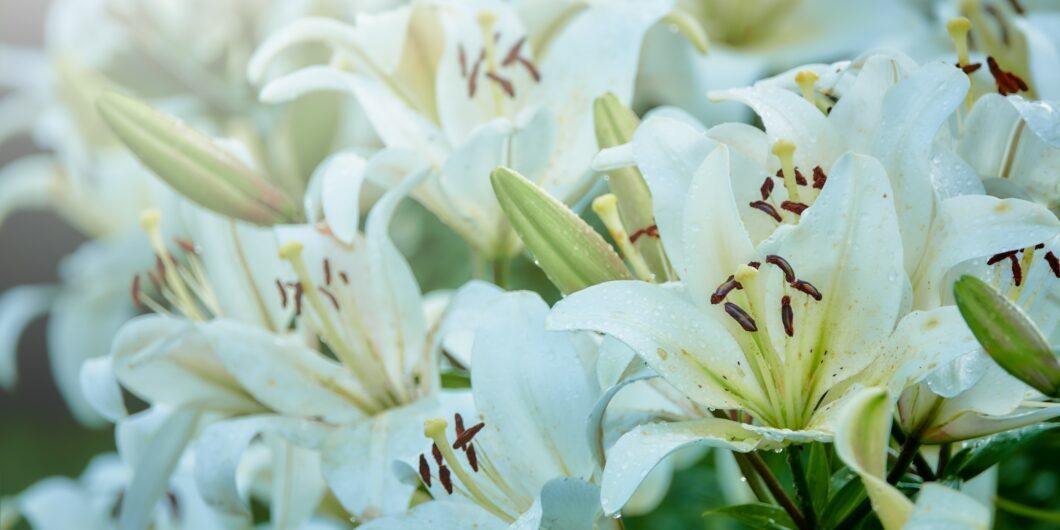 shutterstock 2164245661 e1681332758710 1060x530.jpg