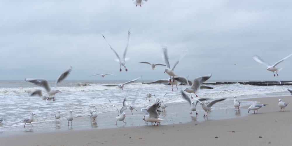 Seagulls on the shore of the Baltic Sea