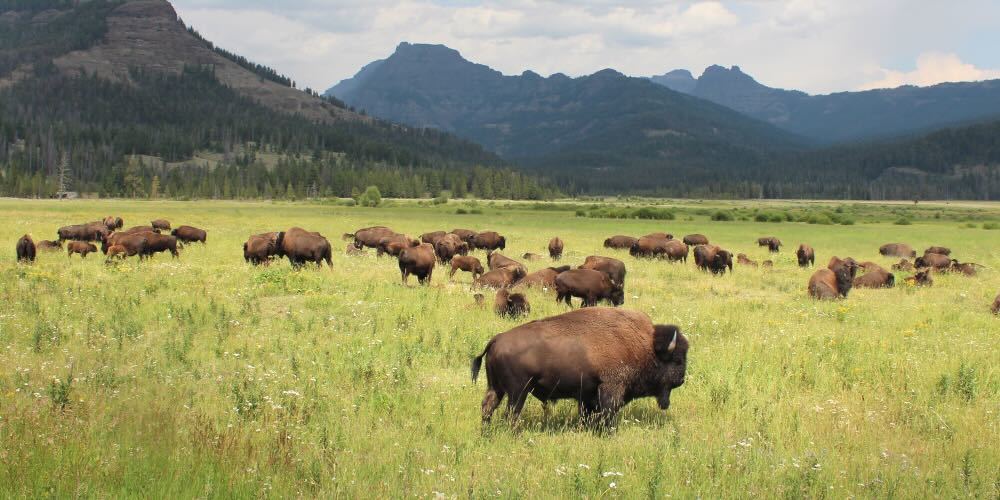 Bison Herd in the Yellowstone National Park