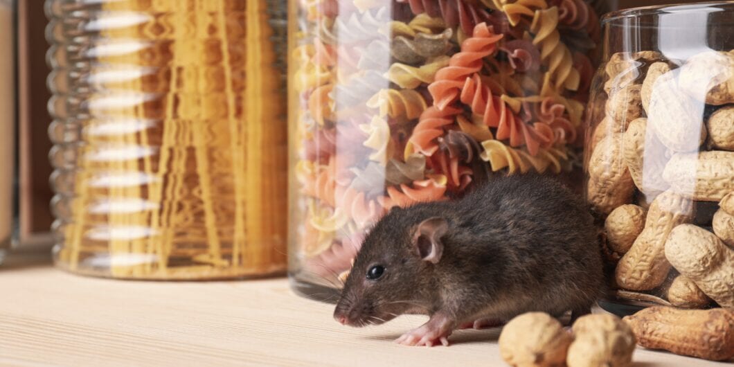 Small brown rat looking for food on wooden shelf