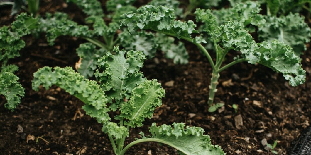 Curly green leaves of kale growing in a garden. Curly kale growing in the field in Thailand.