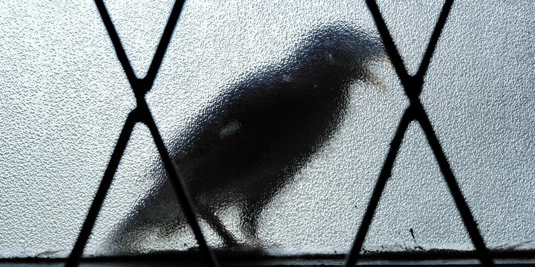 raven shutterstock 1658334952 1060x530.jpg
