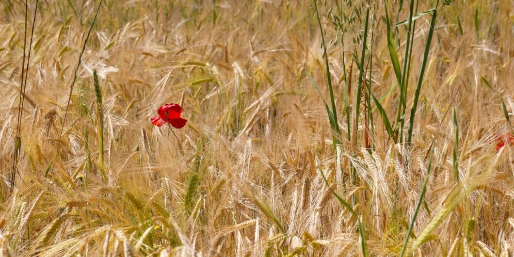 red flower in wheat stalks shutterstock 2628840155 1060x530.jpg