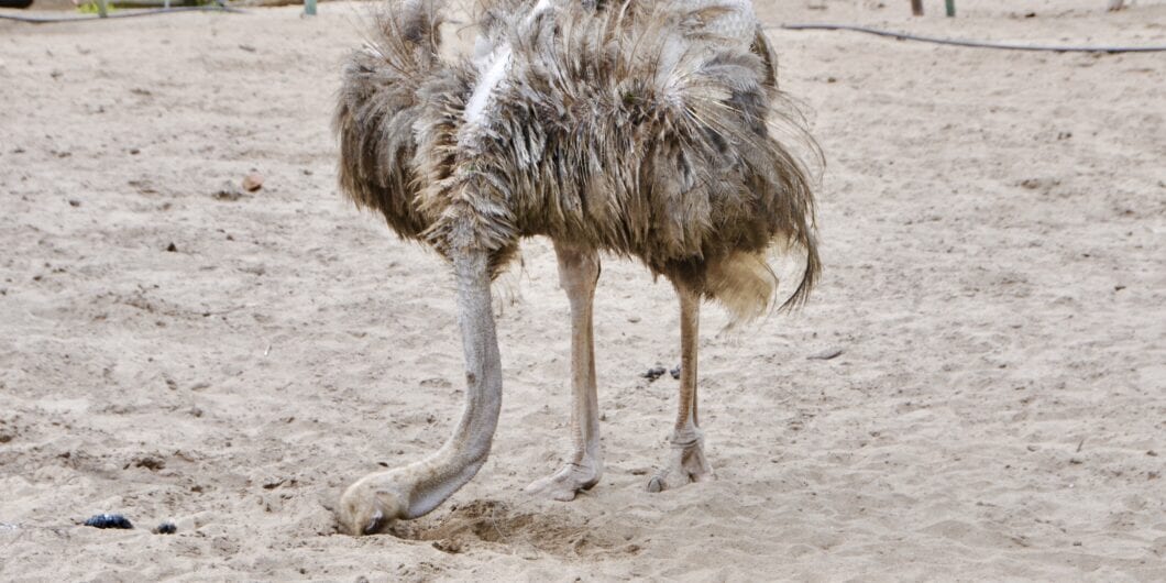 Ostrich with its head in the sand