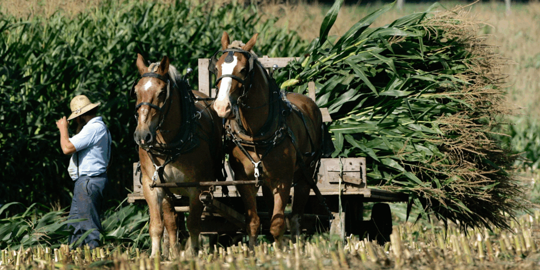 Amish Corn Harvest 1060x530.png