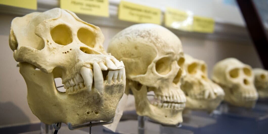 Evolution Skulls e1770489015415 1060x530.jpg